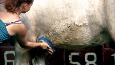 Çayırda beyaz atı yıkayan bir kadın.