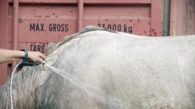 Atı yıkayan bir kadın. Hortumla atı suluyor.