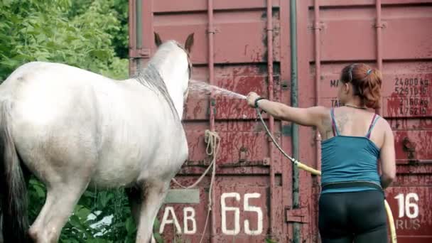 Uma mulher lavando cavalo branco ao ar livre - regando o cavalo com água de uma mangueira — Vídeo de Stock
