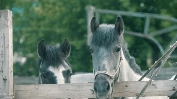 Zwei kleine Pferde stehen auf der Koppel im Freien — Stockvideo