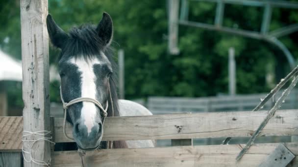 Un pequeño caballo gris de pie en el paddock al aire libre — Vídeo de stock