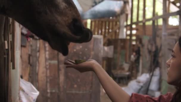 Jovem mulher alimentando cavalo em paddock — Vídeo de Stock
