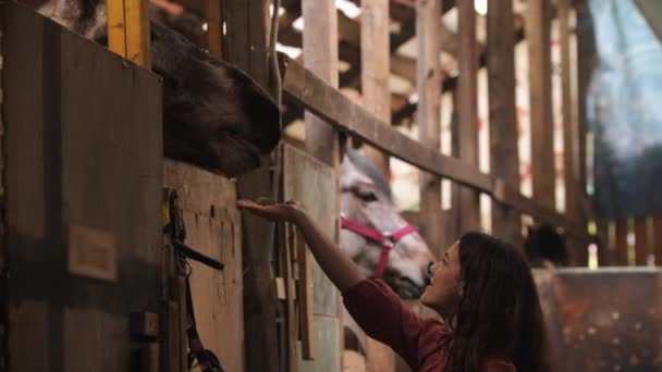 Mujer joven alimentando a caballo con una manzana verde en el paddock — Vídeo de stock