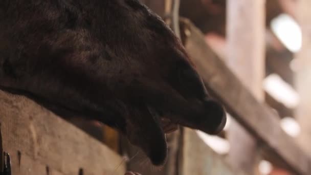 Alimentando cavalo uma maçã verde no cais — Vídeo de Stock