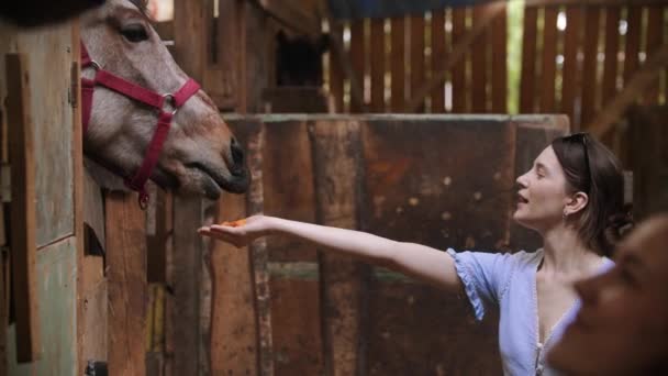 Dos jóvenes alimentando a caballos de zanahorias en el paddock — Vídeo de stock