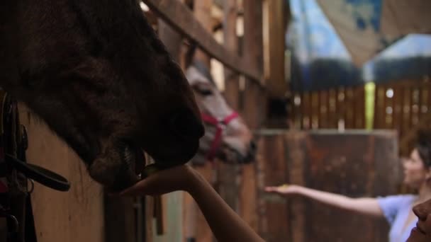 Dos jóvenes mujeres felices alimentando a los caballos de manzanas en paddock — Vídeos de Stock