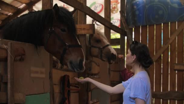 Två unga kvinnor matar hästar och klappar dem. — Stockvideo