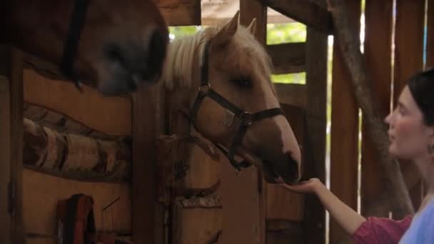Две молодые женщины кормят лошадей морковью в лошадином загоне — стоковое видео