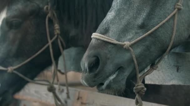 Vrouw in blauwe jurk voedt paarden in paddock buiten — Stockvideo