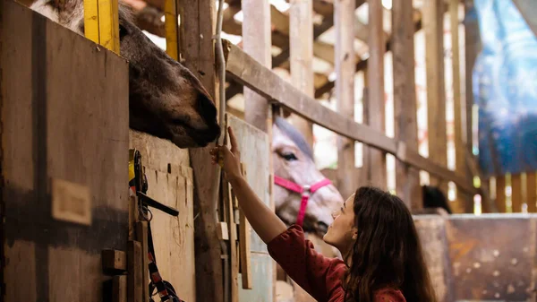 Jeune femme en robe rouge nourrir cheval brun dans paddock — Photo
