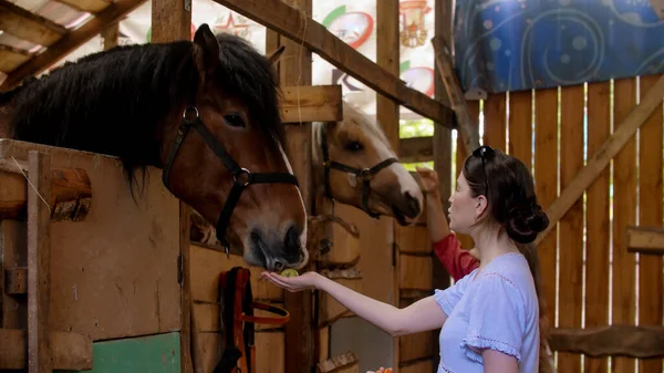 Jovem mulher em camisa azul alimentando cavalo marrom — Fotografia de Stock