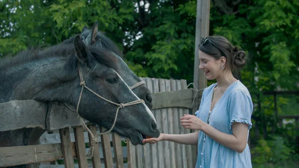 Jonge glimlachende vrouw voedt paarden in paddock buiten — Stockfoto