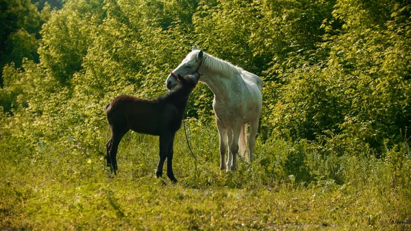 Twee paarden die buiten op het groene veld staan — Stockfoto