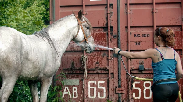 En kvinna tvättar vit häst utomhus - vattna hästen med vatten från en slang — Stockfoto
