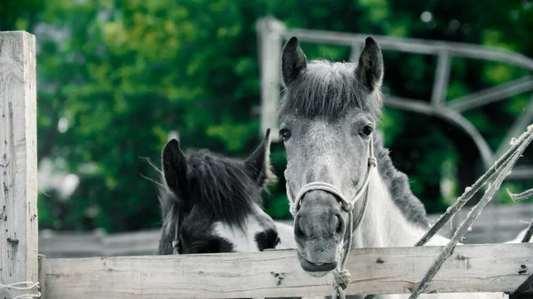 Twee kleine paarden buiten in de paddock — Stockfoto