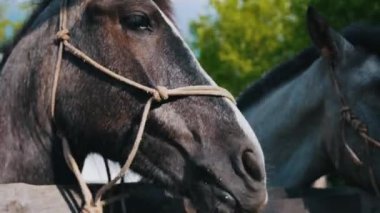 İki at dışarıdaki otlakta bekliyor.