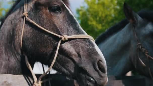 Dos caballos de pie en el paddock al aire libre — Vídeo de stock