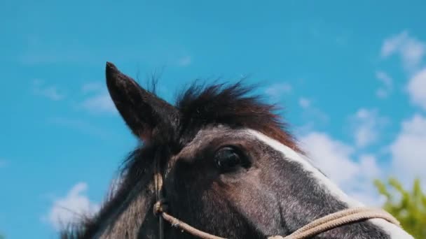 Two horses standing in the paddock — Stock Video