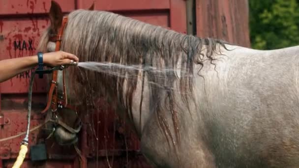 Мытье белого коня на открытом воздухе водой из шланга — стоковое видео