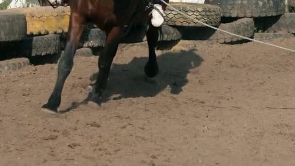 Een bruin paard loopt in een cirkel op de renbaan — Stockvideo