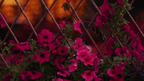 Розовые цветы "Калистегии" между проволочной сеткой — стоковое видео