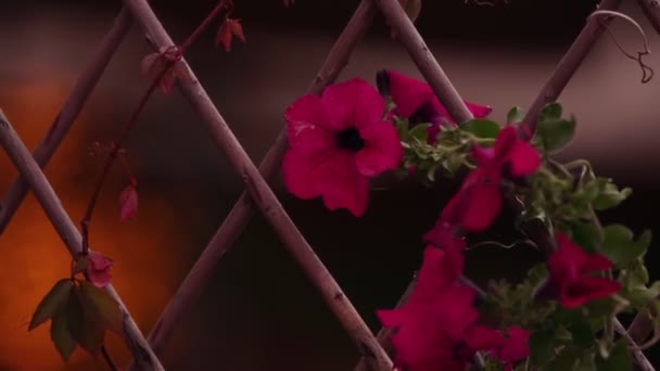 Plantas ornamentadas cor-de-rosa na cerca de malha — Vídeo de Stock