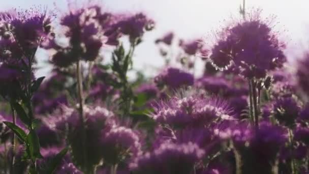 Pole plné fialových květů za denního světla