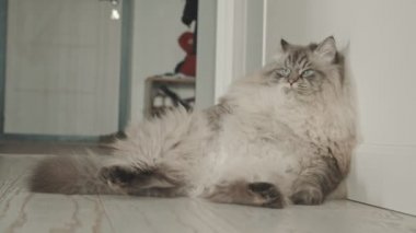 Büyük, tembel, tüylü kedi duvarda yatıyor.