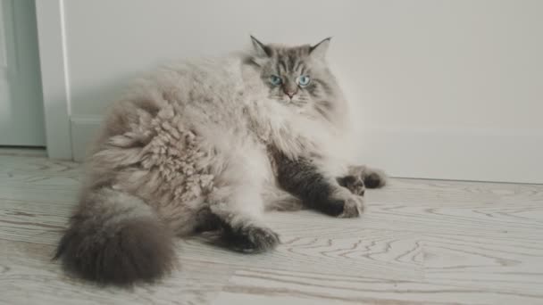 Groot pluizig kat liggend aan de muur en kijkend in de camera — Stockvideo