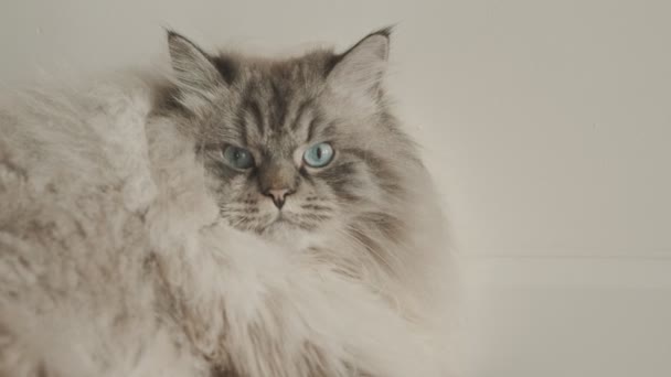Boze pluizige kat muilkorf - een kat die aan de muur ligt en in de camera kijkt — Stockvideo
