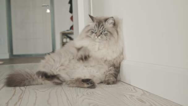 Groot pluizig kat ligt door de muur en likken zijn poot — Stockvideo