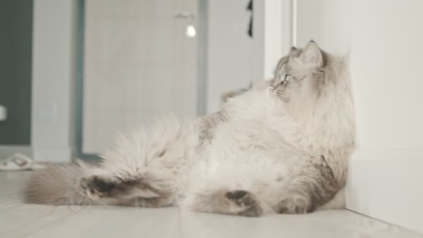 Groot ernstig pluizig kat ligt door de witte muur — Stockvideo