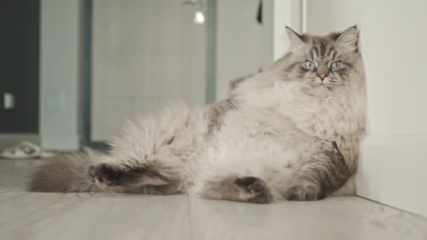 Grote boze pluizige kat ligt bij de witte muur en kijkt in de camera — Stockvideo