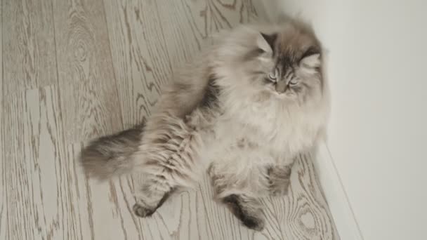 Groot serieus lui pluizig kat zitten door de witte muur — Stockvideo