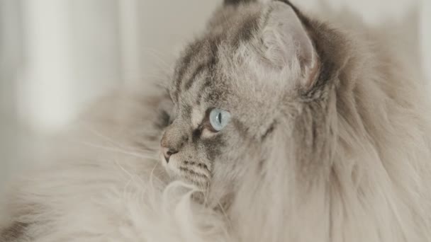 Pluizig kat muilkorf - een kat liggend aan de muur en kijkend naar de zijkant — Stockvideo