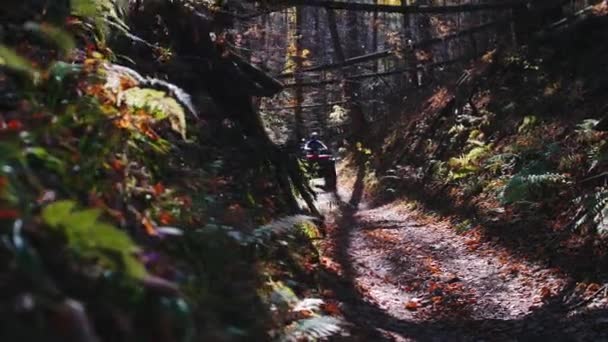 Familia paseos en quad bicicletas en el bosque de otoño en el camino bajo los troncos — Vídeo de stock
