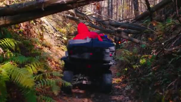 La gente monta quads en el bosque otoñal en el sendero con árboles sobre el sendero — Vídeo de stock