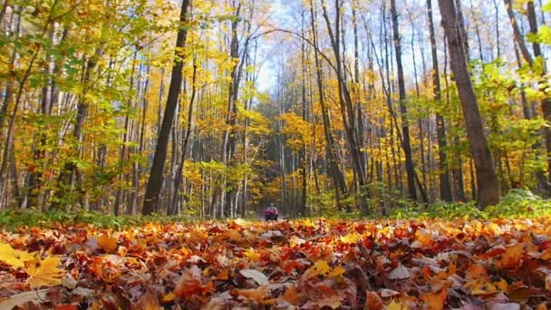 Um homem montando ATV na floresta nas folhas de laranja - temporada de outono — Vídeo de Stock
