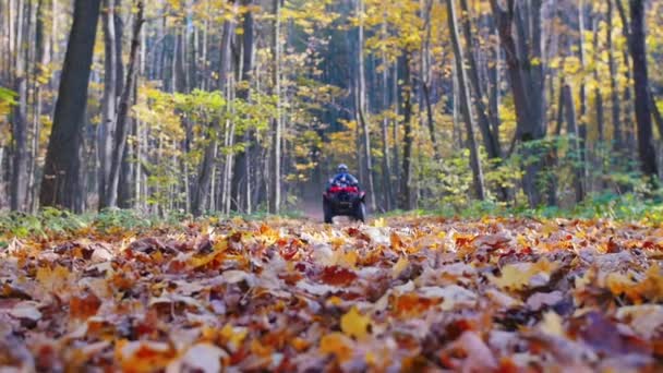 Father with son riding an ATV in autumn forest - coming closer to orange leaves — Stock Video