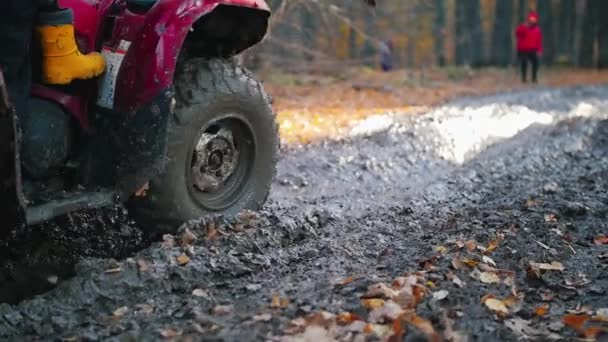 Friluftsaktivitet - en man med sin son rider en röd fyrhjuling i skogen och en annan man tittar på deras säkerhet - rider i leran — Stockvideo