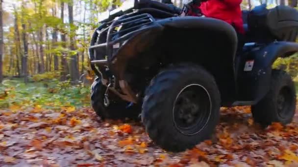 Outdoor activiteiten - een man met een rode jas op een rode ATV in het bos - paardrijden op de herfstbladeren — Stockvideo