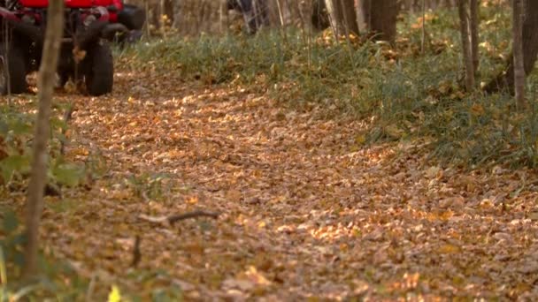 Personas montando atv en el bosque de otoño — Vídeo de stock