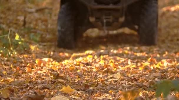 Una persona montando atv en el bosque de otoño — Vídeo de stock