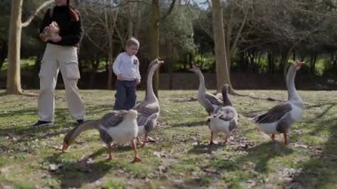 Anne ve oğlu parkta kazlardan kaçarken eğleniyorlar.