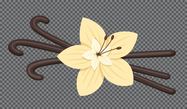 Vaniljkapslar och blommor. Vektorillustration. — Stock vektor