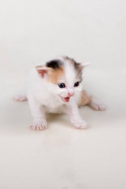                 Beyaz bir arka plan üzerinde küçük ihale şirin çok renkli kedi yavrusu oynamak