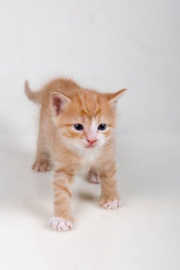                 Beyaz bir arka plan üzerinde küçük ihale şirin çok renkli kedi yavrusu oynamak
