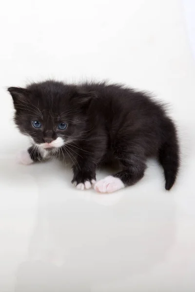 柔らかいかわいいマルチカラー子猫を白地に再生します — ストック写真