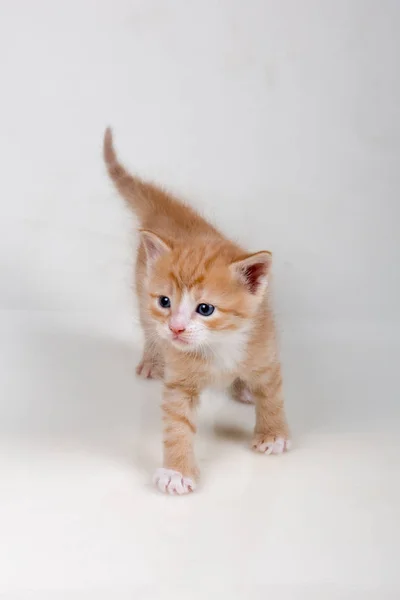 Pequeños Gatitos Tiernos Lindos Multicolores Juegan Sobre Fondo Blanco —  Fotos de Stock