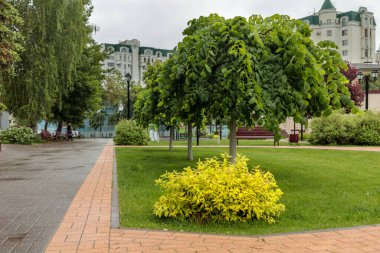 Yaz Çölü Yağmur Altındaki Düzenli Park.